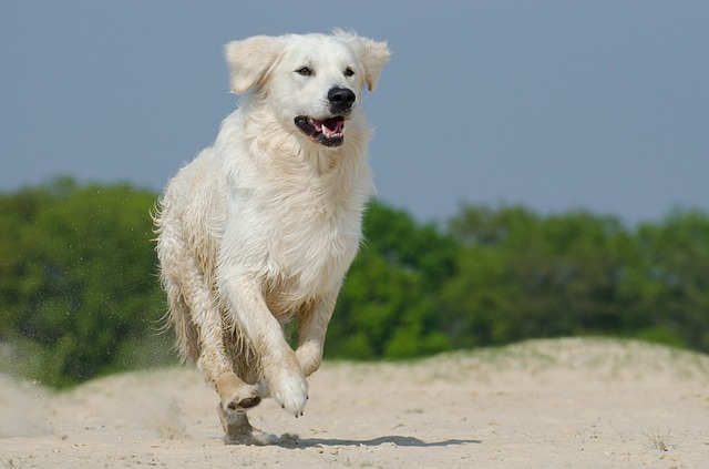 7 måder til passe på hund sommersolen
