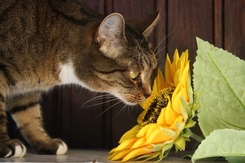Hvilke blomster for katte