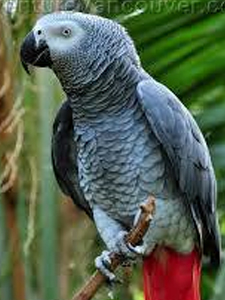 Grå jaco papegøje –
