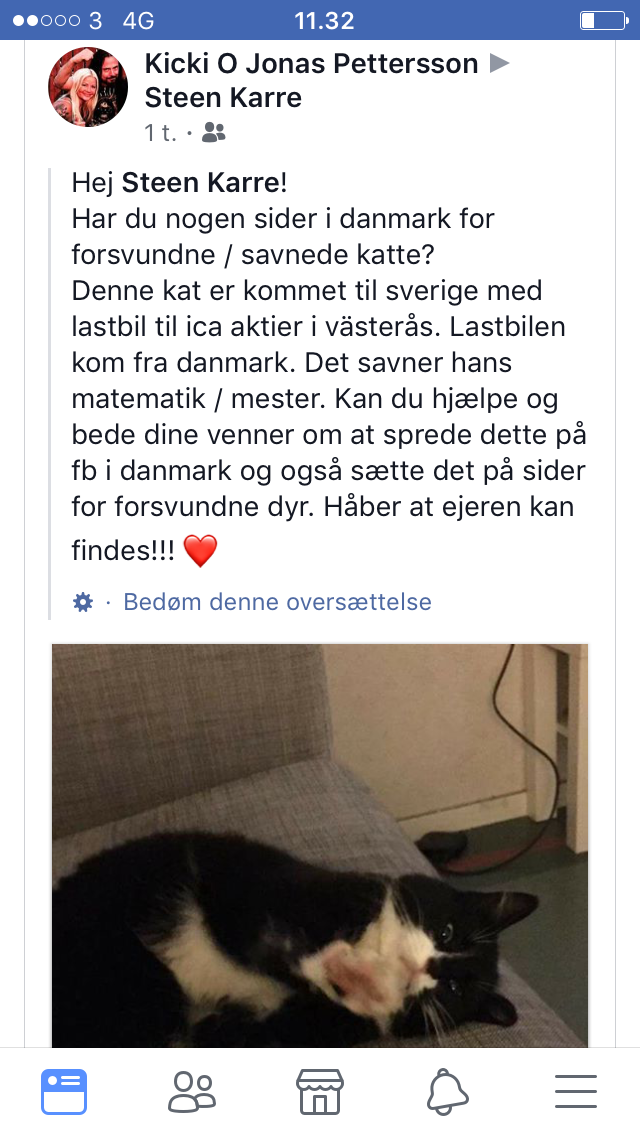 Kat rejst med fra DK til Sverige – dyreformidlingen.dk