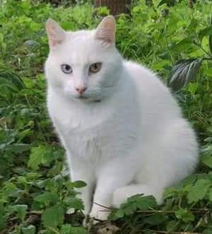 Helt hvid kat, blå/gult øje dyreformidlingen.dk