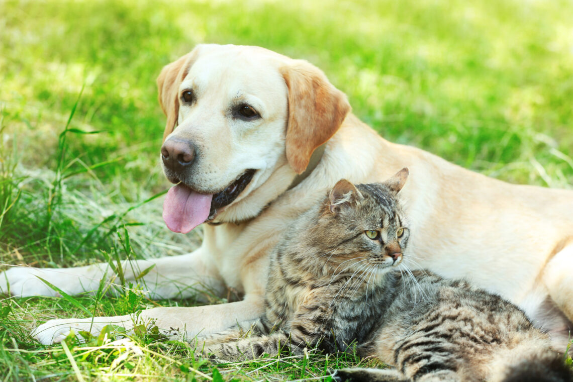Undgå flåter hos din kat eller hund