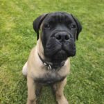 Bullmastiff