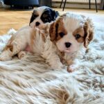 Cavalier King Charles spaniel. Hanhund