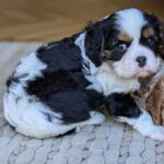 Cavalier King Charles spaniel. Hanhvalp