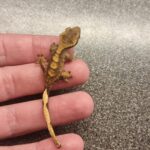 Baby Kronegekko 19/07/2024