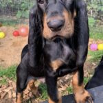 Black and tan Coon hound hvalpe