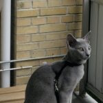 Russian Blue killing til salg