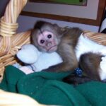 Dejlig baby capuchin abe sælges