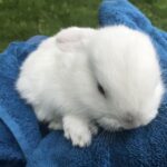 Mini lop han unge hvid