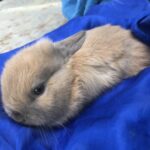 1 han mini lop unger