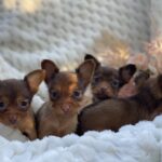 Miniature toy terrier hvalp, som en yorkie, toy puddel