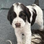 Engelsk springer spaniel