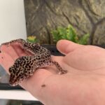 Leopard gekko