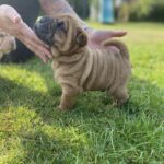 Shar pei