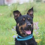 Rofus, vores smukke rottweiler blanding