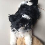 Shih Tzu-hvalpe (hanner og tæver)